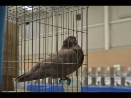 Concurso de Palomas 2012